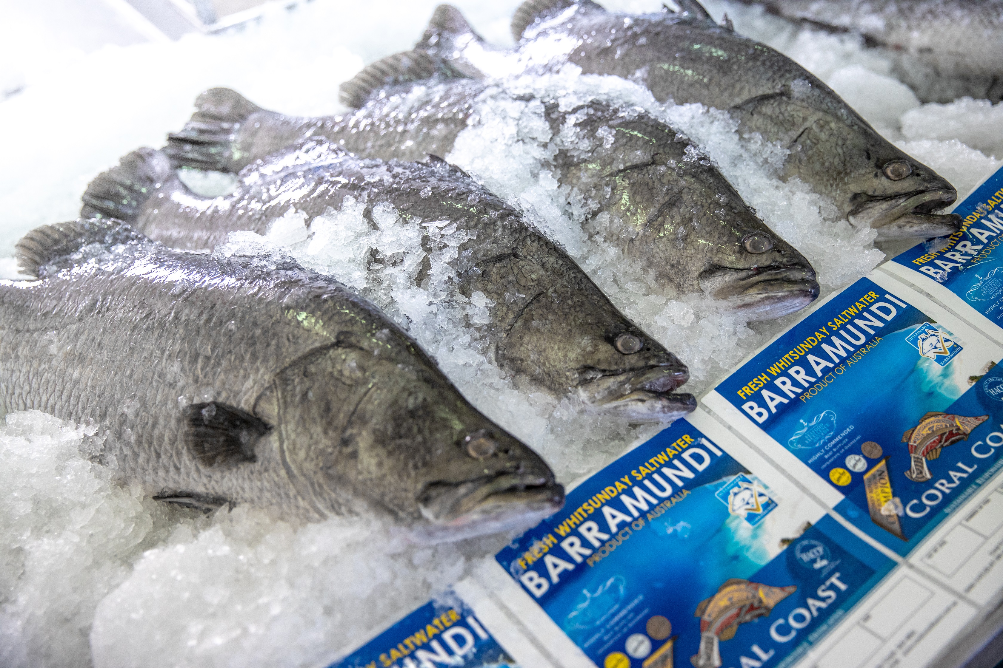 Coral Coast Barramundi on ice Australian Barramundi on ice