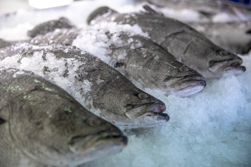 Coral Coast Barramundi Whole Barramundi on ice